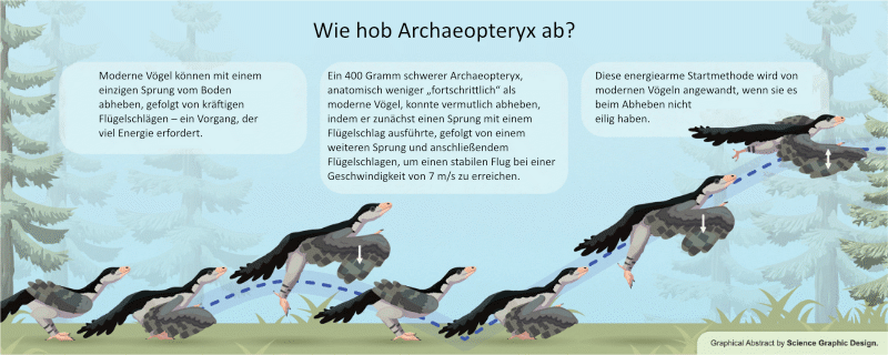 Wie hob Archaeopteryx ab? / © Meilak et al.